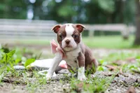 Cupcake, a female Boston Terrier for sale in Apple Creek, OH – 3 of 8
