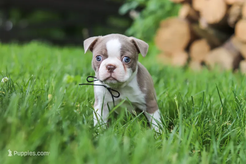 Enzo – Boston Terrier puppy for sale in Apple Creek, OH