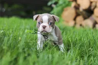 Enzo, a male Boston Terrier for sale in Apple Creek, OH – 1 of 6