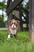 Ember, a female Boston Terrier for sale in Apple Creek, OH – 5 of 8