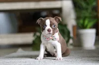 Ariana, a female Boston Terrier for sale in Apple Creek, OH – 5 of 6