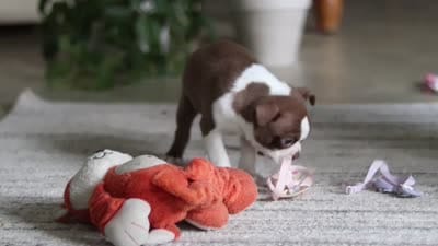 Ariana, a female Boston Terrier for sale in Apple Creek, OH – 6 of 6