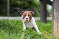Fern, a female Boston Terrier for sale in Apple Creek, OH – 2 of 7
