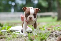 Cupcake, a female Boston Terrier for sale in Apple Creek, OH – 7 of 8