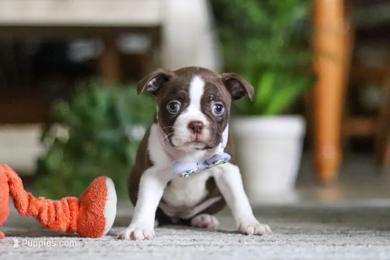 Sofia – Boston Terrier puppy for sale in Apple Creek, OH