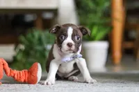 Sofia, a female Boston Terrier for sale in Apple Creek, OH – 1 of 7