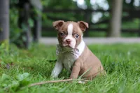 Gracie, a female Boston Terrier for sale in Apple Creek, OH – 4 of 7