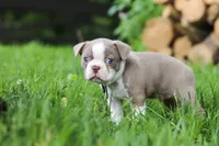 Enzo, a male Boston Terrier for sale in Apple Creek, OH – 4 of 6
