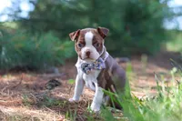 Piper, a female Boston Terrier for sale in Apple Creek, OH – 4 of 6