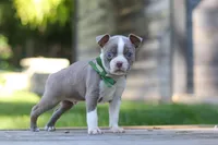 Austin, a male Boston Terrier for sale in Apple Creek, OH – 4 of 6
