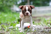 Missy, a female Boston Terrier for sale in Apple Creek, OH – 6 of 8
