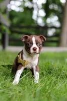 Jewel, a female Boston Terrier for sale in Apple Creek, OH – 6 of 9