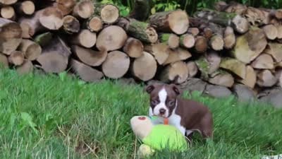 Champ, a male Boston Terrier for sale in Apple Creek, OH – 6 of 6