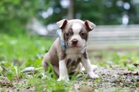 Blake, a male Boston Terrier for sale in Apple Creek, OH – 5 of 8