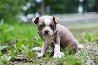 Blake, a male Boston Terrier for sale in Apple Creek, OH – 6 of 8
