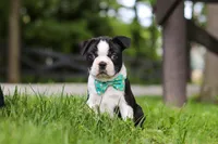 Atlas, a male Boston Terrier for sale in Apple Creek, OH – 2 of 7