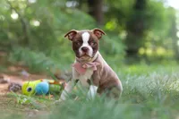Precious, a female Boston Terrier for sale in Apple Creek, OH – 5 of 7