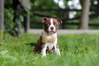 Jewel, a female Boston Terrier for sale in Apple Creek, OH – 2 of 9