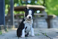 Julia, a female Boston Terrier for sale in Apple Creek, OH – 6 of 7