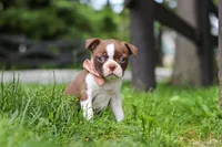 Sunny, a female Boston Terrier for sale in Apple Creek, OH – 5 of 6