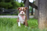 Ember, a female Boston Terrier for sale in Apple Creek, OH – 3 of 8