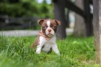 Sunny, a female Boston Terrier for sale in Apple Creek, OH – 2 of 6