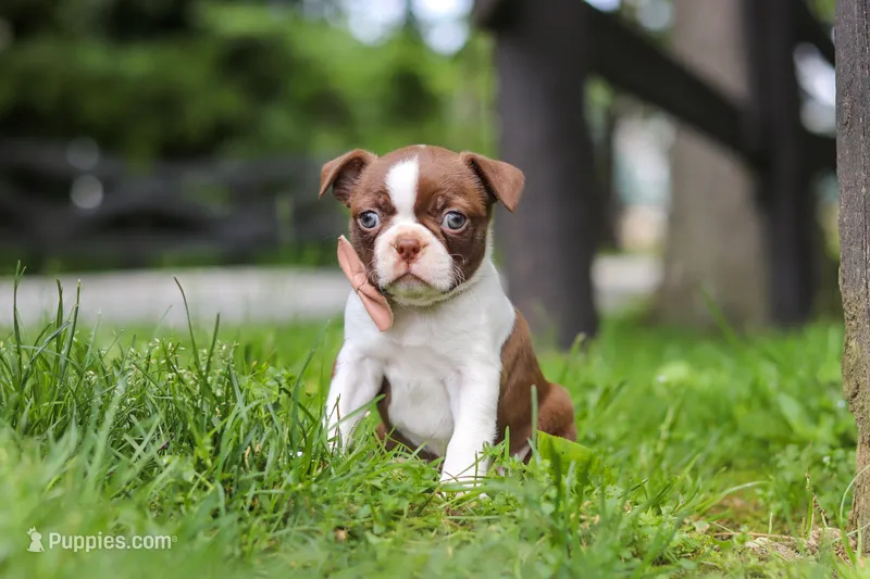 Sunny – Boston Terrier puppy for sale in Apple Creek, OH