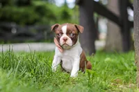 Sunny, a female Boston Terrier for sale in Apple Creek, OH – 1 of 6