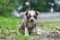 Blake, a male Boston Terrier for sale in Apple Creek, OH – 3 of 8