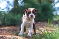 Ivy, a female Boston Terrier for sale in Apple Creek, OH – 4 of 8