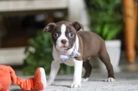 Sofia, a female Boston Terrier for sale in Apple Creek, OH – 5 of 7