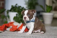 Kian, a male Boston Terrier for sale in Apple Creek, OH – 2 of 6