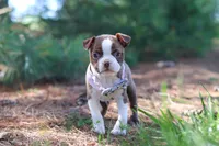 Piper, a female Boston Terrier for sale in Apple Creek, OH – 2 of 6