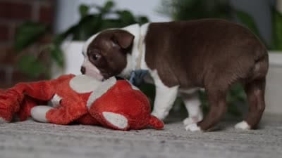 Kian, a male Boston Terrier for sale in Apple Creek, OH – 6 of 6
