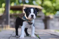 Kevin, a male Boston Terrier for sale in Apple Creek, OH – 2 of 7