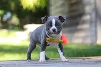 Russell, a male Boston Terrier for sale in Apple Creek, OH – 3 of 7