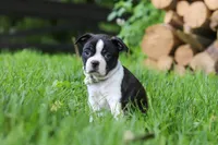 Nash, a male Boston Terrier for sale in Apple Creek, OH – 5 of 10