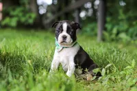 Meadow, a female Boston Terrier for sale in Apple Creek, OH – 3 of 8