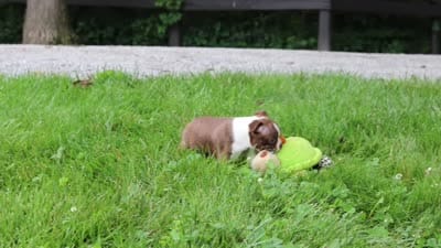 Jewel, a female Boston Terrier for sale in Apple Creek, OH – 9 of 9