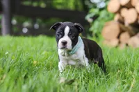 Nash, a male Boston Terrier for sale in Apple Creek, OH – 4 of 10