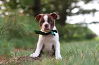 Champ, a male Boston Terrier for sale in Apple Creek, OH – 6 of 10