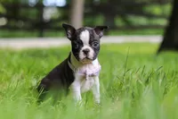 Delilah, a female Boston Terrier for sale in Apple Creek, OH – 7 of 8