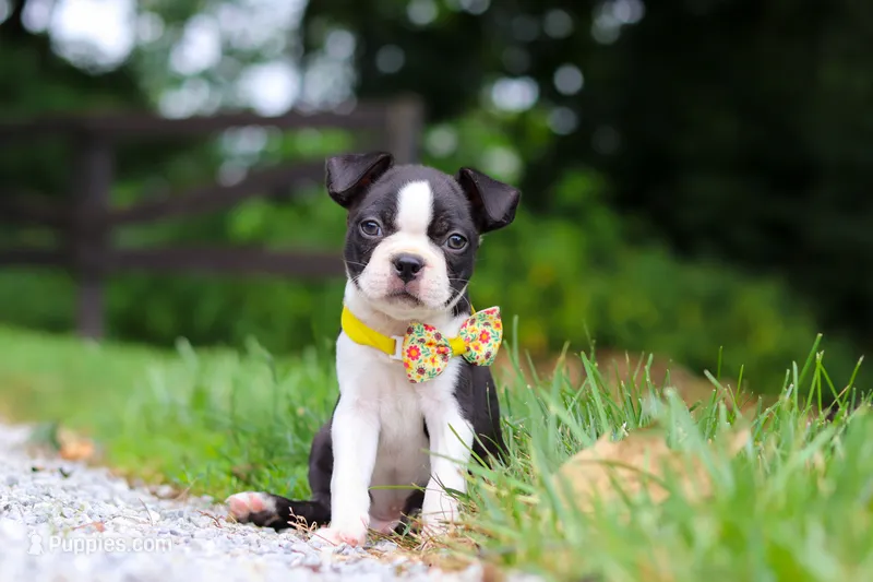 Kevin – Boston Terrier puppy for sale in Apple Creek, OH