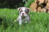 Enzo, a male Boston Terrier for sale in Apple Creek, OH – 3 of 6
