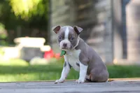 Austin, a male Boston Terrier for sale in Apple Creek, OH – 5 of 6