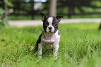 Delilah, a female Boston Terrier for sale in Apple Creek, OH – 2 of 8