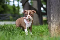 Ember, a female Boston Terrier for sale in Apple Creek, OH – 6 of 8