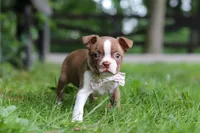 Gracie, a female Boston Terrier for sale in Apple Creek, OH – 6 of 7