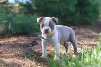 Ian, a male Boston Terrier for sale in Apple Creek, OH – 5 of 7