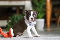 Sofia, a female Boston Terrier for sale in Apple Creek, OH – 4 of 7